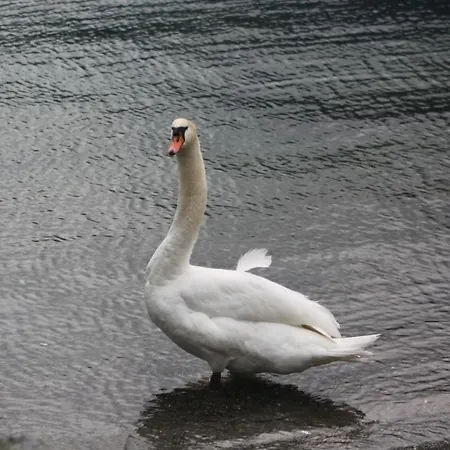 فندق Landgasthof Sommerfeld